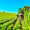 Peisaj agricol cu câmpuri verzi și recolte roditoare.